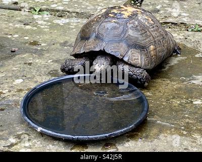 10” year old male spur thigh Mediterranean tortoise drinking water after coming out of their winter hibernation Stock Photo