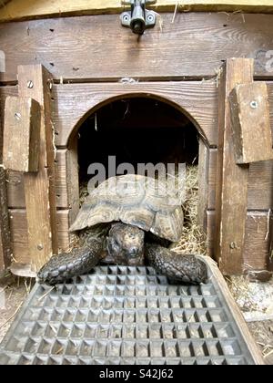 100 year old male spur thigh Mediterranean tortoise hutch Stock Photo