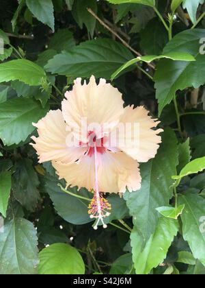 Yellow hibiscus in bloom. Stock Photo