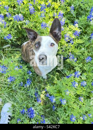 A cute rescue brindle dog with a white face looking up at camera with ears perked in a field of Texas bluebonnets. Spring in the Austin Texas Hill Country Stock Photo