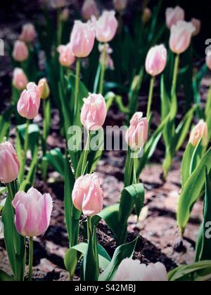 Beautiful pale pink tulips blooming in Spring Stock Photo