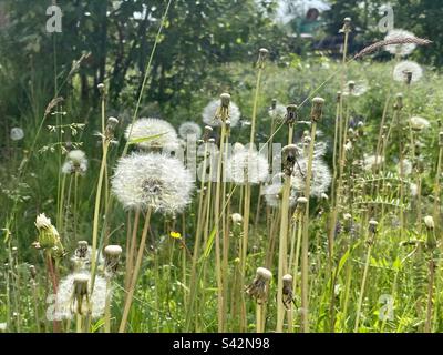 Blooming dandelion flowers grow in the field yellow and white in summer among the grass. Stock Photo