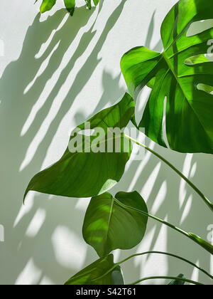 Monstera plant leaf against shadow patterned white background. Stock Photo