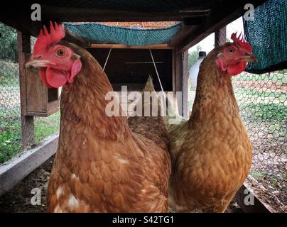 Two chickens, Catalonia, Spain. Stock Photo