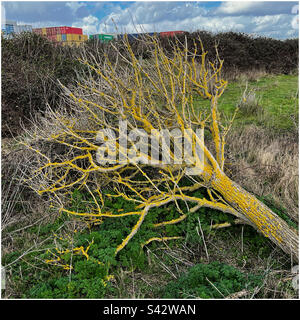 Yellow lichen on a fallen tree near Felixstowe docks Stock Photo