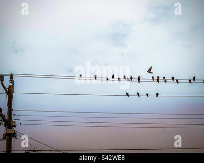 Group of birds sitting on power lines with one bird flying off above against overcast sunset sky. Stock Photo