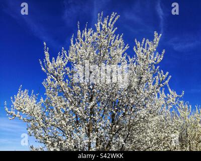 Sour cherry in blossom Stock Photo