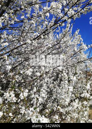 Sour cherry in blossom Stock Photo