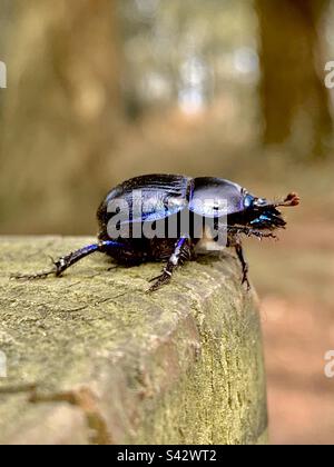 Anoplotrupes stercorosus, the dor beetle, on a wooden post close up in the new forest, England Stock Photo