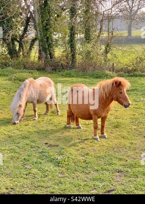 Two beautiful miniature Shetland ponies grazing in small field in England Stock Photo