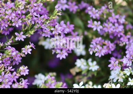 Splen splendous bed of Cuphea gracilis. Stock Photo