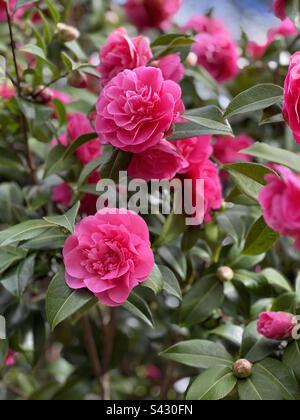 A vibrant pink Camellia at the start of spring in an English garden Stock Photo