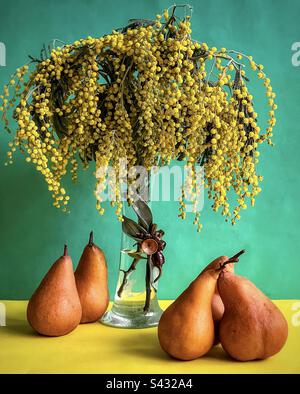 Arrangement of golden wattle flowers in vintage vase with five Bosc pears on green and yellow background. Stock Photo