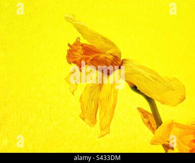 Dead daffodil against yellow background Stock Photo