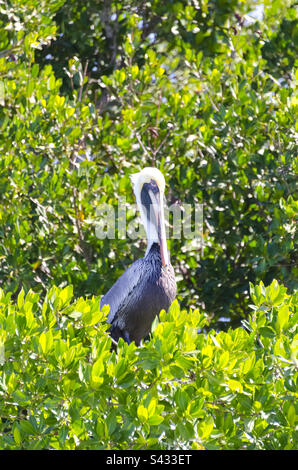 A great blue heron in Everglades national park in Florida Stock Photo