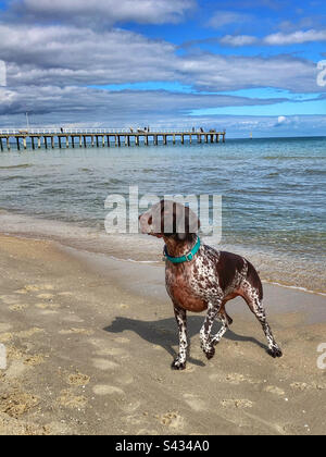 German shorthair pointer Dog on Seaford Beach Victoria Australia Stock Photo