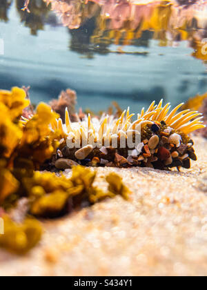 Low angle underwater view of a Sea Anemone in the shallow water of a tidal pool Stock Photo