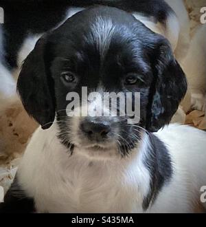 English Springer Spaniel Pup. Stock Photo