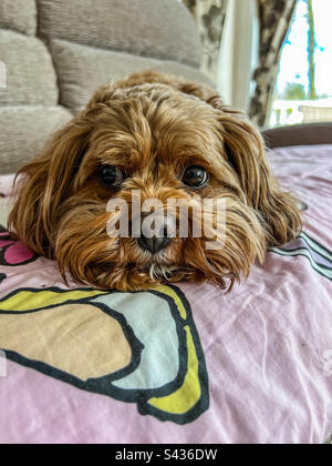 Red cockapoo crossbreed dog Stock Photo