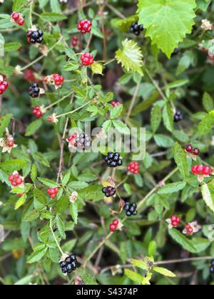 Wild raspberries growing in the forest Stock Photo