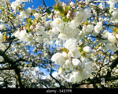 Close up of cherry tree blossom Stock Photo