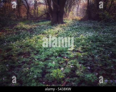 A carpet of white Wood Anemones in a sunlit woodland grove. Stock Photo