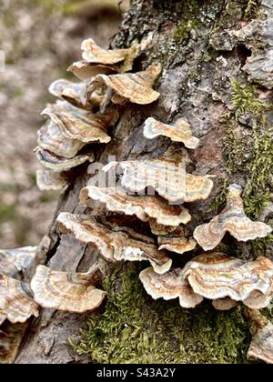 Trametes versicolor – also known as Coriolus versicolor and Polyporus versicolor – is a common polypore mushroom Stock Photo