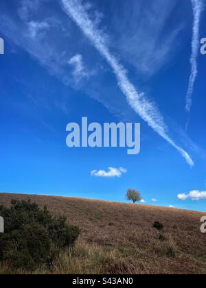 Single tree on a hillside with a few white clouds and vapour trails in a blue sky, April. Stock Photo