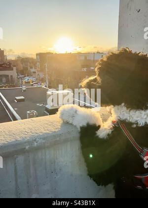 A dog gets a better look at the city and the sunrise. Stock Photo