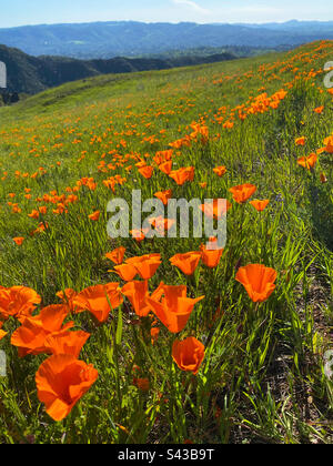 California poppies blooming on a hillside Stock Photo