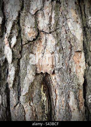 Close up shot of a pine tree trunk in a forest. You can see the details and texture. Stock Photo