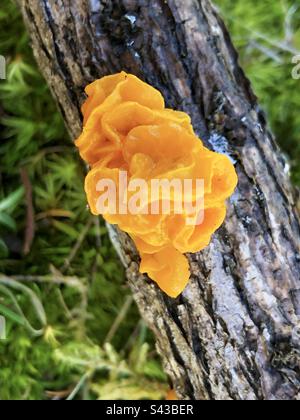 Yellow brain fungus (Tremella mesenterica) in springtime growing on a gorse branch in the New Forest National Park Stock Photo