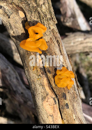 Yellow brain fungus (Tremella mesenterica) growing on gorse in springtime at the New Forest National Park Stock Photo