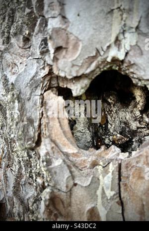 Inside of a pine tree bark, visible resin that is making a drop. Stock Photo