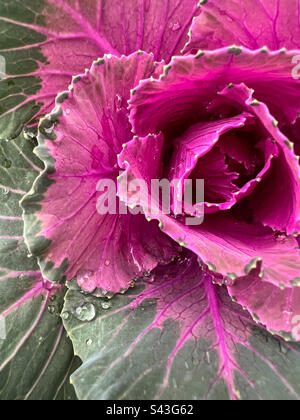 Ornamental kale with some rain drops Stock Photo