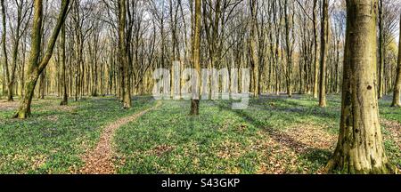 Beechwood’s in springtime at Parnholt Wood In Hampshire United Kingdom Stock Photo