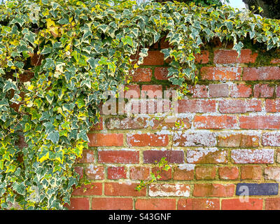 Variegated ivy growing on an old, weathered red brick wall Stock Photo