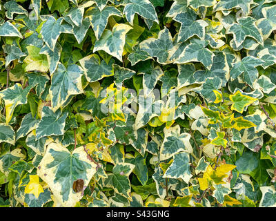 Close up view of variegated ivy growing on a wall. Stock Photo
