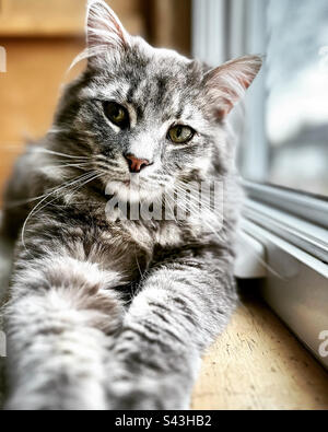 Fluffy grey cat looking at camera Stock Photo