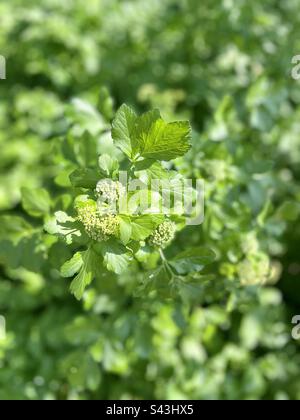 Smyrnium olusatrum. Known by its common name “Alexanders”. It is an edible flowering plant of the family Apiaceae. Stock Photo
