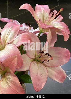 Pink lilies on a dark background Stock Photo