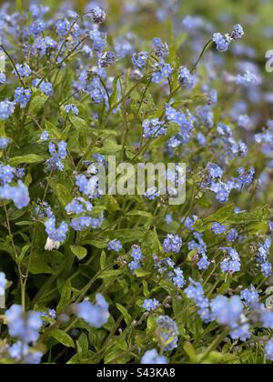 Forget me not flowers in full bloom Stock Photo