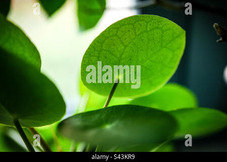 Chinese money plant (Pilea peperomioides) Stock Photo