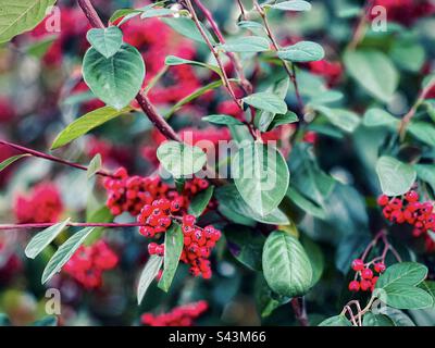 Close-up of red berries of Cotoneaster frigidus plant in autumn, selective focus. Stock Photo