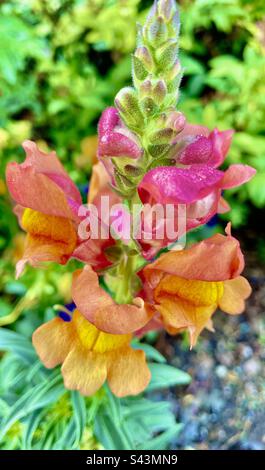 Pink and orange snapdragons Stock Photo
