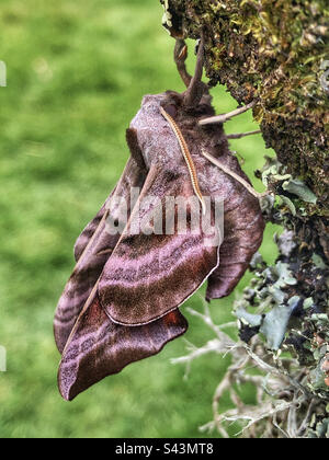 Eyed hawk moth (Smerinthus ocellatus) male drying expanded wings Stock Photo