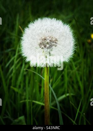 One white dandelion clock growing in grass Stock Photo