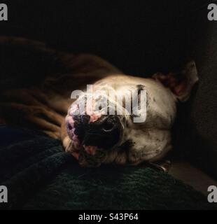 Portrait of a sleeping dog Stock Photo