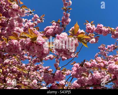 Japanese cherry blossom tree in flower against a deep blue sky Stock Photo