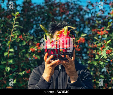 Adult man holding a black basket of red pitaya fruits against cotoneaster shrubs with red berries in autumn. Stock Photo